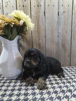 Rover, a male Cocker Spaniel for sale in Middlebury, IN – 1 of 6