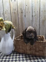 Master, a male Cocker Spaniel for sale in Middlebury, IN – 8 of 8