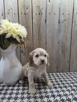 Sophie , a female Cocker Spaniel for sale in Middlebury, IN – 5 of 8