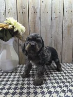 Mason, a male Cocker Spaniel for sale in Middlebury, IN – 2 of 8