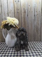 Mason, a male Cocker Spaniel for sale in Middlebury, IN – 7 of 8
