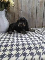 Rover, a male Cocker Spaniel for sale in Middlebury, IN – 2 of 6