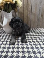 Tramp, a male Cocker Spaniel for sale in Middlebury, IN – 2 of 8
