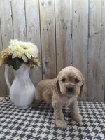 Cash , a male Cocker Spaniel for sale in Middlebury, IN – 8 of 8