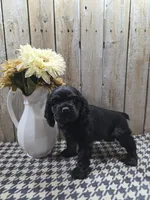 Jordan, a male Cocker Spaniel for sale in Middlebury, IN – 2 of 8