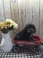 Rover, a male Cocker Spaniel for sale in Middlebury, IN – 6 of 6