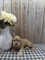 Scarlett, a female Cocker Spaniel for sale in Middlebury, IN – 6 of 8
