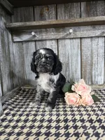 processed/675200d8-2c7a-467a-90b1-a94961931b00/listing/86efdc85-999b-4225-9cd0-8f3ca53e81c8/1af6a244-c32b-4e56-a166-93b89f2b3042