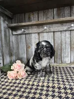 processed/675200d8-2c7a-467a-90b1-a94961931b00/listing/86efdc85-999b-4225-9cd0-8f3ca53e81c8/1ede8320-1696-439d-add3-1ecd21bdfe8c