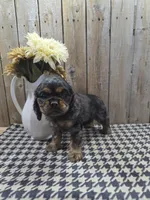 Leo, a male Cocker Spaniel for sale in Middlebury, IN – 8 of 8