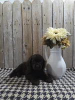 Cody, a male Cocker Spaniel for sale in Middlebury, IN – 3 of 7