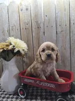 Cash , a male Cocker Spaniel for sale in Middlebury, IN – 2 of 8