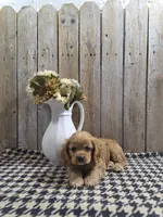Baxter, a male Cocker Spaniel for sale in Middlebury, IN – 2 of 8