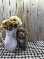Lady, a female Cocker Spaniel for sale in Middlebury, IN – 8 of 8