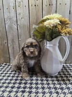 Lady, a female Cocker Spaniel for sale in Middlebury, IN – 2 of 8