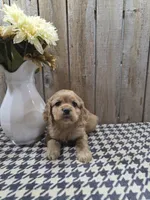Scarlett, a female Cocker Spaniel for sale in Middlebury, IN – 3 of 8