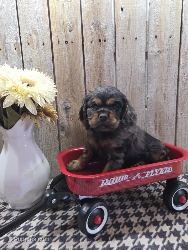 Leo – Cocker Spaniel puppy for sale in Middlebury, IN