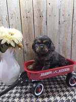 Leo, a male Cocker Spaniel for sale in Middlebury, IN – 1 of 8
