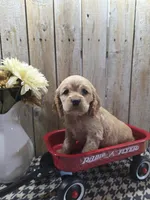Cash , a male Cocker Spaniel for sale in Middlebury, IN – 6 of 8