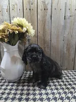 Tramp, a male Cocker Spaniel for sale in Middlebury, IN – 5 of 8