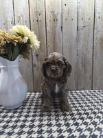 Tracy, a female Cocker Spaniel for sale in Middlebury, IN – 8 of 8