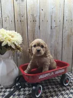 Scarlett, a female Cocker Spaniel for sale in Middlebury, IN – 2 of 8