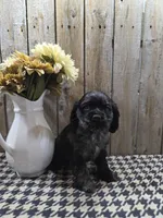 Tramp, a male Cocker Spaniel for sale in Middlebury, IN – 8 of 8