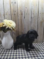 Jordan, a male Cocker Spaniel for sale in Middlebury, IN – 8 of 8