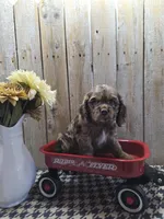 Tracy, a female Cocker Spaniel for sale in Middlebury, IN – 5 of 8