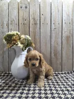Baxter, a male Cocker Spaniel for sale in Middlebury, IN – 6 of 8