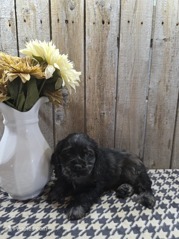 Tramp – Cocker Spaniel puppy for sale in Middlebury, IN