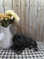 Tramp, a male Cocker Spaniel for sale in Middlebury, IN – 7 of 8