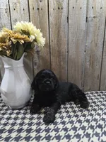 Jordan, a male Cocker Spaniel for sale in Middlebury, IN – 7 of 8