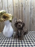 Tracy, a female Cocker Spaniel for sale in Middlebury, IN – 3 of 8