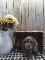 Lady, a female Cocker Spaniel for sale in Middlebury, IN – 6 of 8