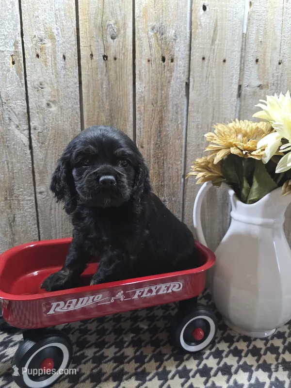 Jordan – Cocker Spaniel puppy for sale in Middlebury, IN
