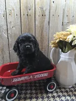 Jordan, a male Cocker Spaniel for sale in Middlebury, IN – 1 of 8