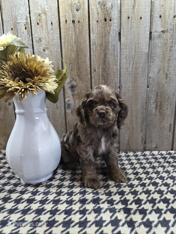 Tracy – Cocker Spaniel puppy for sale in Middlebury, IN