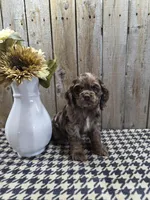 Tracy, a female Cocker Spaniel for sale in Middlebury, IN – 1 of 8