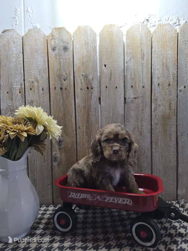 Lady – Cocker Spaniel puppy for sale in Middlebury, IN