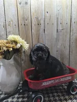 Tramp, a male Cocker Spaniel for sale in Middlebury, IN – 6 of 8