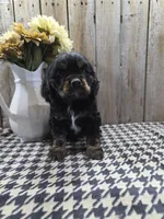 Rover, a male Cocker Spaniel for sale in Middlebury, IN – 4 of 6
