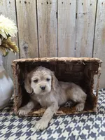 Sophie , a female Cocker Spaniel for sale in Middlebury, IN – 4 of 8