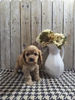 Baxter, a male Cocker Spaniel for sale in Middlebury, IN – 4 of 8
