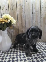 Tramp, a male Cocker Spaniel for sale in Middlebury, IN – 4 of 8