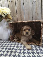 Scarlett, a female Cocker Spaniel for sale in Middlebury, IN – 7 of 8