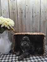 Mason, a male Cocker Spaniel for sale in Middlebury, IN – 4 of 8