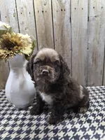 Master, a male Cocker Spaniel for sale in Middlebury, IN – 2 of 8