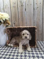 Sophie , a female Cocker Spaniel for sale in Middlebury, IN – 7 of 8