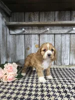 processed/675200d8-2c7a-467a-90b1-a94961931b00/listing/cbd697b8-592f-45b6-a4dd-d900ba29eaaa/5a516ab0-9440-49bf-a4a7-718ddd79ec56